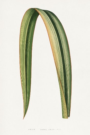 Green Phormium Tenax leaf illustration | Free Photo Illustration - rawpixel
