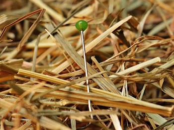 Green Pin on Brown Hay