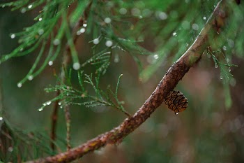 Green Pine Branch in Selective-focus Photography