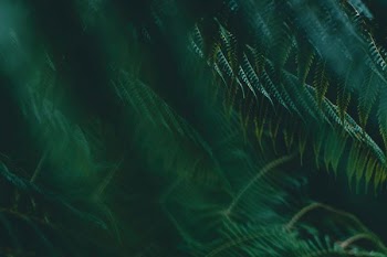 green pine leaves