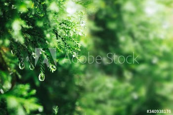 Green pine leaves with water drops background