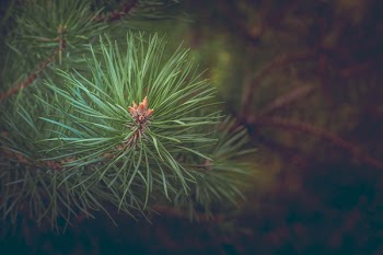 Green Pine Needles at Daytime