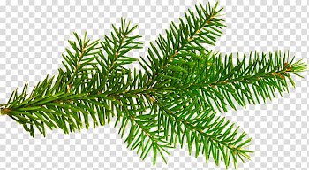 Green pine needles illustration, Christmas tree Christmas ornament New Year , pine leaves transparent background PNG clipart