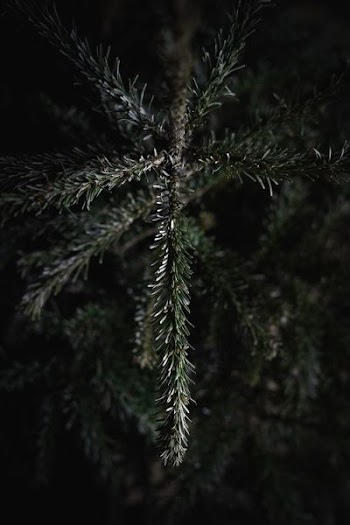 green pine tree