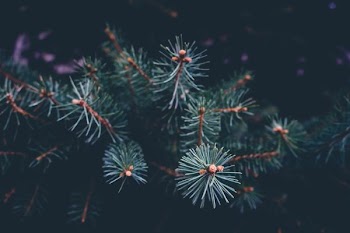 green pine tree closeup photography