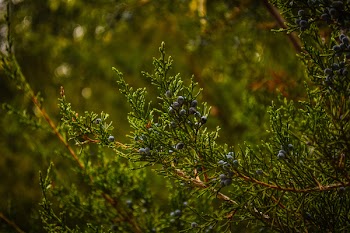 Green Pine Tree Closeup Photography