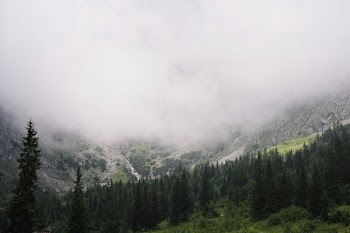 green pine tree forest surrounded by white fog near mountain range at daytime