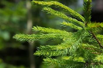 Green Pine Tree Leaf Closeup Photography during Daytime