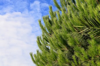 Green Pine Tree With Cloudy Sky Background