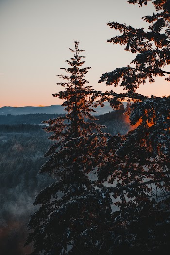 Green Pine Trees