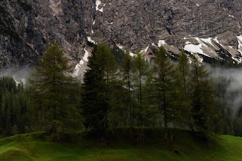 Green Pine Trees