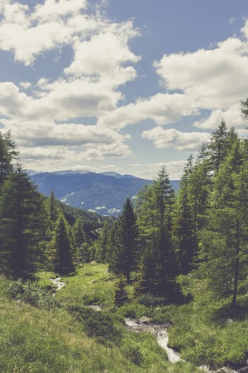 Green Pine Trees