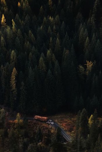green pine trees