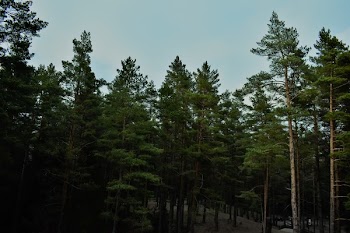 Green Pine Trees