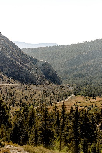 Green Pine Trees