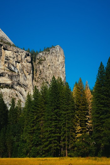 Green Pine Trees
