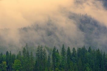 Green Pine Trees