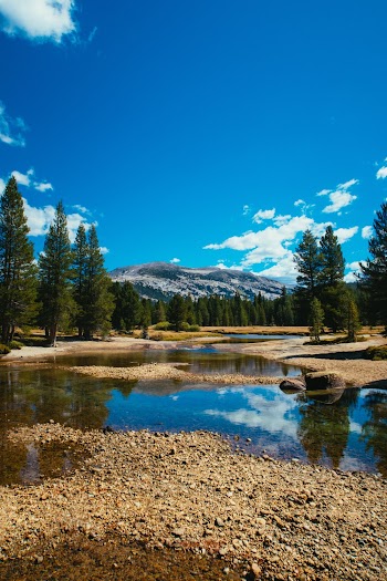 Green Pine Trees Across Mountain Photo
