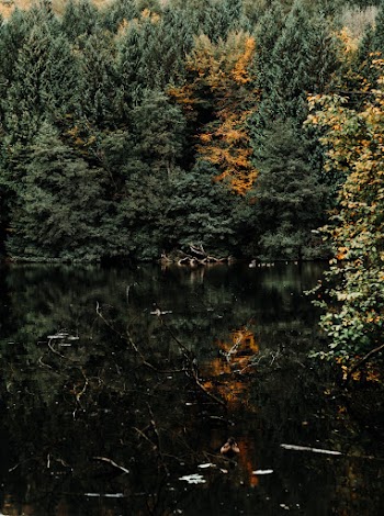 Green Pine Trees and Lake Scenery