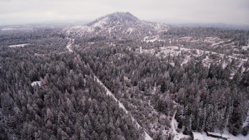Green Pine Trees and Mountain