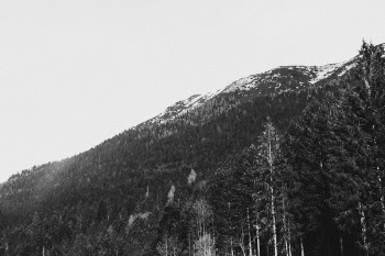 Green Pine Trees and Mountain