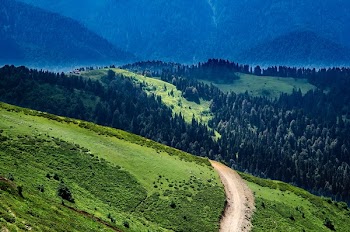 Green Pine Trees and Mountains
