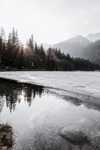 Green Pine Trees Beside Body of Water