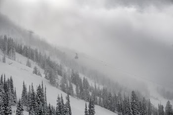 green pine trees covered by snows