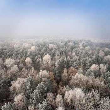 green pine trees covered with fog