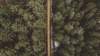 green pine trees in aerial photography