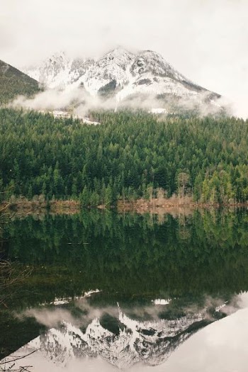 green pine trees in front of mountain ranges