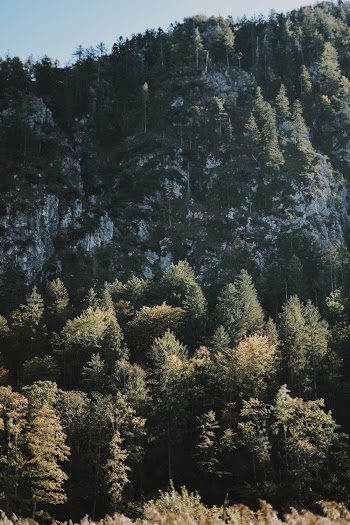Green Pine Trees Mountain Scnery