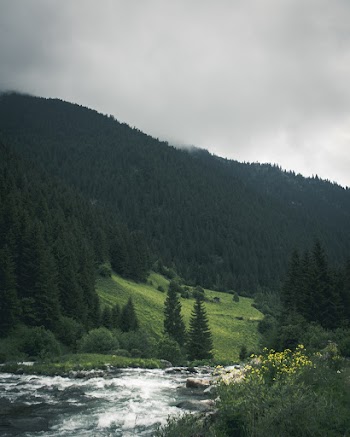 Green Pine Trees Near Body of Water