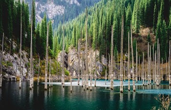green pine trees near body of water