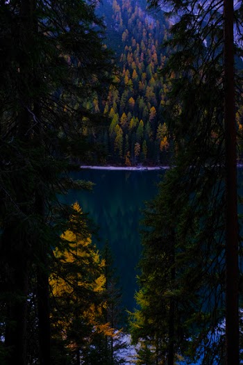 Green Pine Trees Near Body of Water