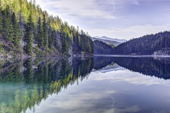 Green Pine Trees Near Body of Water