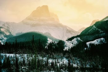 green pine trees near mountain during daytime
