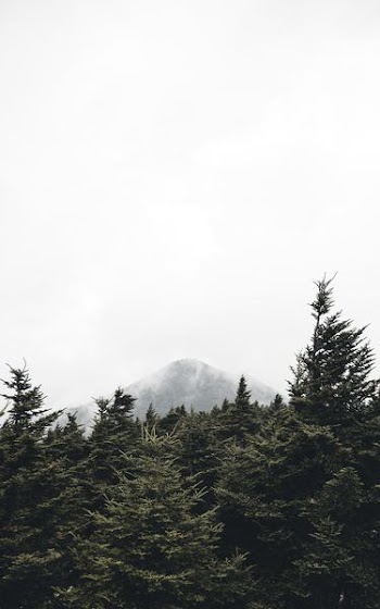 green pine trees near mountain with fogs