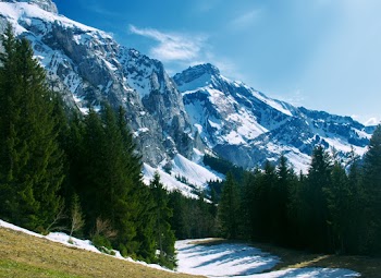 Green Pine Trees on Mountain