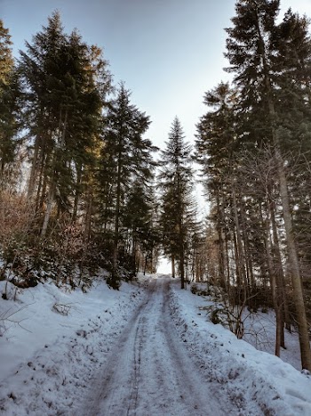 Green Pine Trees Surrounded by Snow