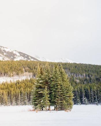 green pine trees surrounded with snow during daytime