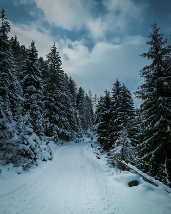 green pine trees with snow