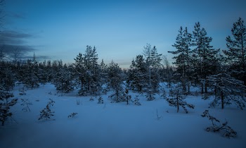 Green Pine Trees With Snow Photography