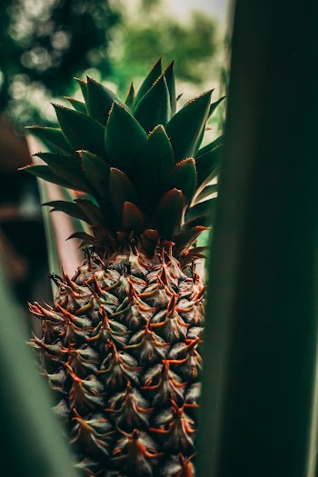 Green Pineapple Fruit