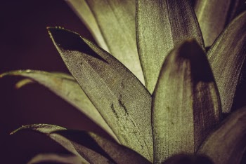 Green Pineapple Leaves