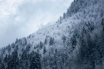 green pinetrees covered with cloud