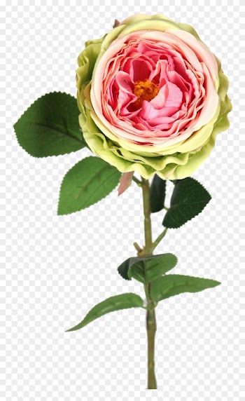 Green Pink Garden Rose - Rose