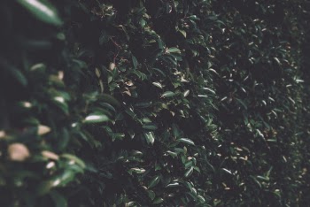 Green Plant