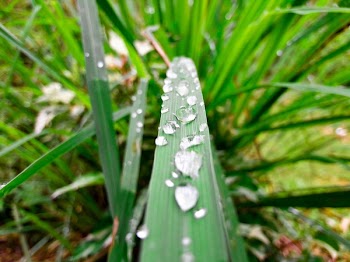 Green Plant