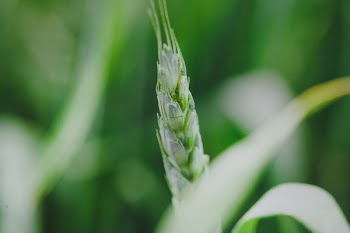 Green Plant
